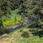 McKanes Bridge - Coxs River