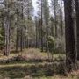 Jenolan State Forest