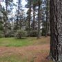 Jenolan State Forest