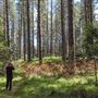 Jenolan State Forest
