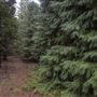 Dingo Road Arboretum - Vulcan State Forest