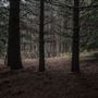 Dingo Road Arboretum - Vulcan State Forest