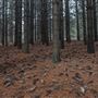 Dingo Road Arboretum - Vulcan State Forest