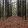 Dingo Road Arboretum - Vulcan State Forest