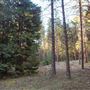 Dingo Road Arboretum - Vulcan State Forest
