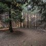 Dingo Road Arboretum - Vulcan State Forest