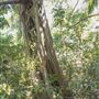 Ardeena - Jungle / Rainforest Private Property