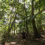 Ardeena - Jungle / Rainforest Private Property