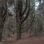 Douglas Fir Stand - Vulcan State Forest