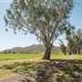 Tamworth