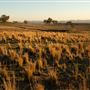 Tamworth