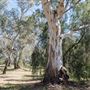 Gunnedah