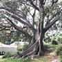 Nielsen Park