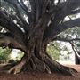 Mick Ryan Park - Big Fig Tree