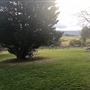 Mick Ryan Park - Big Fig Tree