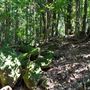 Glengariff Estate Rainforest