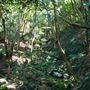 Glengariff Estate Rainforest