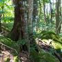 Glengariff Estate Rainforest