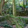 Glengariff Estate Rainforest