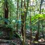 Glengariff Estate Rainforest