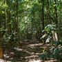 Glengariff Estate Rainforest