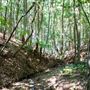 Glengariff Estate Rainforest