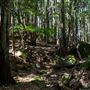 Glengariff Estate Rainforest