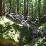 Glengariff Estate Rainforest