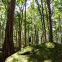 Glengariff Estate Rainforest