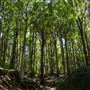 Glengariff Estate Rainforest