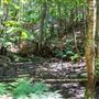 Glengariff Estate Rainforest
