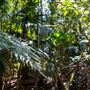 Glengariff Estate Rainforest