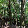 Glengariff Estate Rainforest