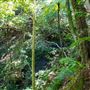 Glengariff Estate Rainforest