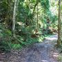 Glengariff Estate Rainforest