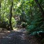 Glengariff Estate Rainforest