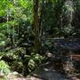 Glengariff Estate Rainforest