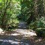 Glengariff Estate Rainforest