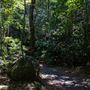 Glengariff Estate Rainforest