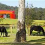 Willinga Park