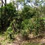 Otford Farm - Jungle Set Build Site