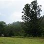 Otford Farm - The Pines Paddock with Jungle Gully