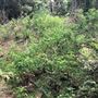 Otford Farm - The Pines Paddock with Jungle Gully