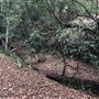 Otford Farm - The Pines Paddock with Jungle Gully