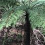 Otford Farm - The Pines Paddock with Jungle Gully