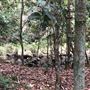 Otford Farm - The Pines Paddock with Jungle Gully