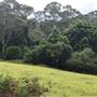 Otford Farm - The Pines Paddock with Jungle Gully