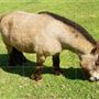 Otford Farm - Horse Farm