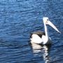 Sussex Inlet