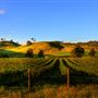 Mudgee Area Vineyards